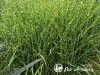 Miskantas kininis ,Strictus' (lot. Miscanthus sinensis) Miskantas kininis ,Strictus' (lot. Miscanthus sinensis)